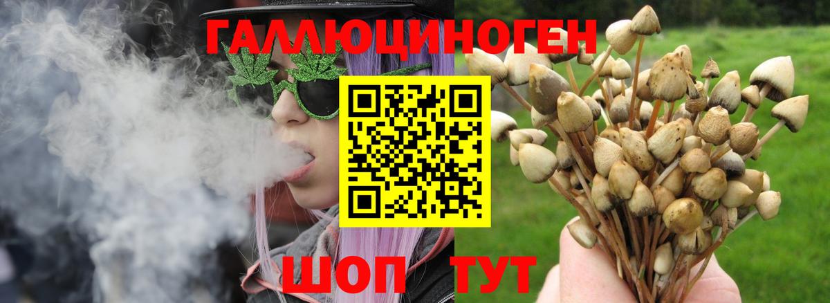 Псилоцибиновые грибы Psilocybine cubensis Зеленодольск